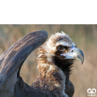 گونه کرکس سیاه Eurasian Black Vulture